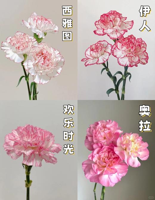 同城甄选康乃馨鲜切花合集 商品图1