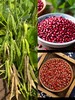 平价优选：滇缅老山老品种赤小豆一级货，软！绵！糯！粘！60年代老味道，别处难以比拟！ 商品缩略图2