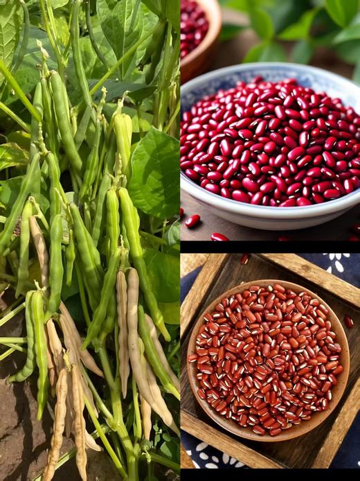 平价优选：滇缅老山老品种赤小豆一级货，软！绵！糯！粘！60年代老味道，别处难以比拟！ 商品图2