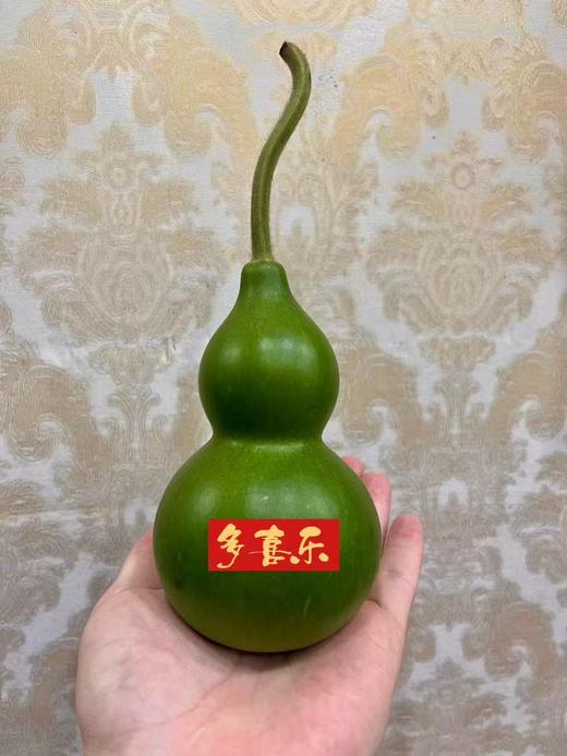 同城甄选精品花材葫芦1支 商品图7