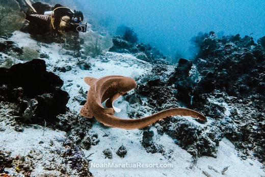 【度假村】印尼马拉图 Noah Maratua Resort 潜水度假套餐 商品图10