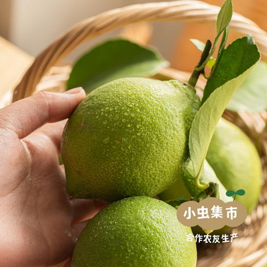 云南生态香水柠檬 3斤 | 合作农友生产，产自云南元江，生产者：刀云艳、李程 *【公平贸易农人定价】 商品图2