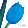 荷兰花材 | 染色郁金香天空蓝【人工染色有色差，介意慎拍】 商品缩略图3