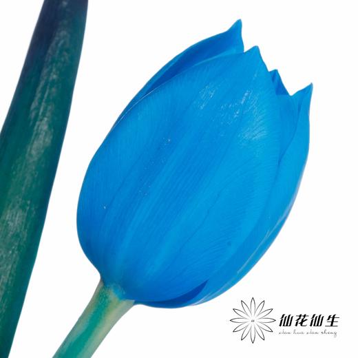 荷兰花材 | 染色郁金香天空蓝【人工染色有色差，介意慎拍】 商品图3