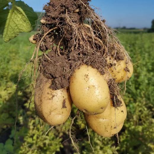 生态土豆（吉林，中通快递）| 合作生产 * Ecological potato | Partner Production 商品图3