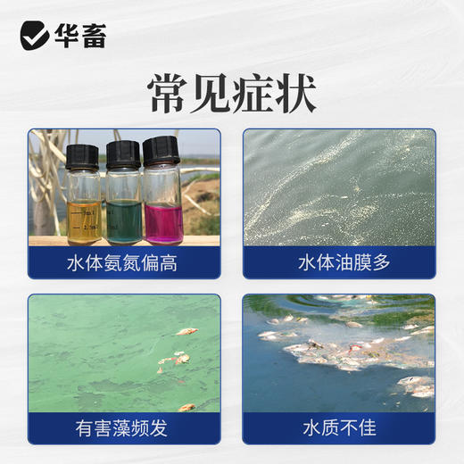 华畜益生菌兽用牛羊禽EM菌种种植发酵剂有机肥菌粉水产养殖专用液 商品图2