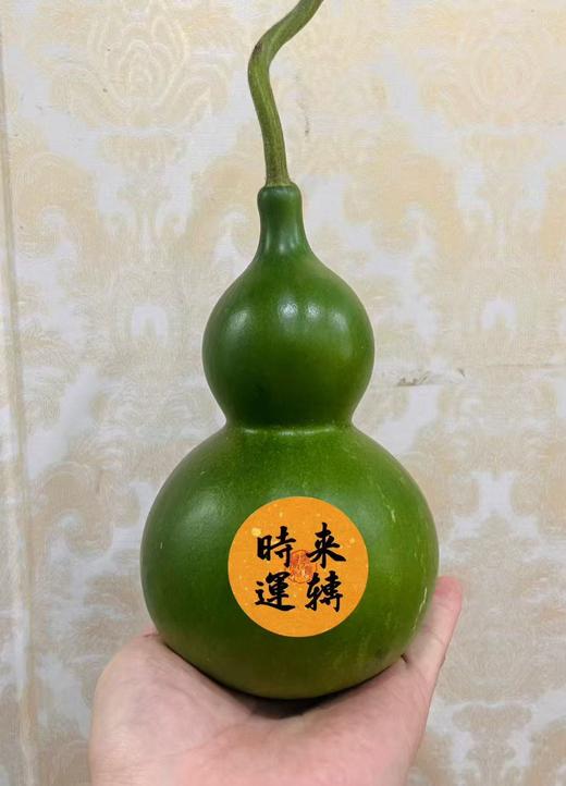同城甄选精品花材葫芦1支 商品图2