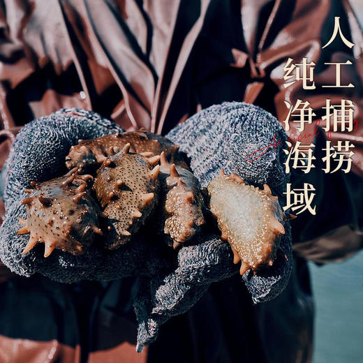 【GJ链接请勿用!!!】【咏礼记大连辽刺参】四季温补八珍之首刺粗肉厚开袋即食不挂冰买2斤赠1斤到手3斤再送10袋鲍汁买三组还送进口红酒两瓶（分开发货） 商品图4