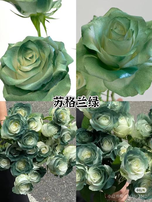 花的颜色喷漆 商品图2