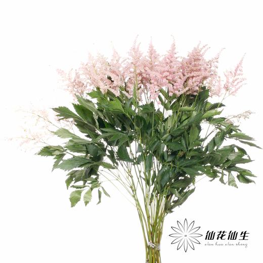 荷兰花材 | 络新妇浅粉 Europa 商品图1