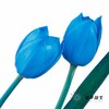 荷兰花材 | 染色郁金香天空蓝【人工染色有色差，介意慎拍】 商品缩略图4
