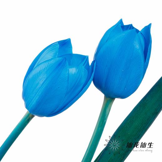 荷兰花材 | 染色郁金香天空蓝【人工染色有色差，介意慎拍】 商品图4