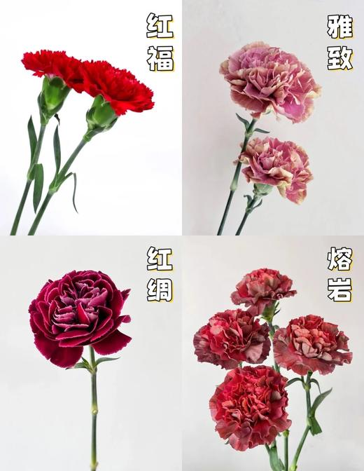 同城甄选康乃馨鲜切花合集 商品图5