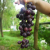 生态山东巨峰葡萄 | 合作生产 *Eco-kyoho grapes | Partner Production 商品缩略图2
