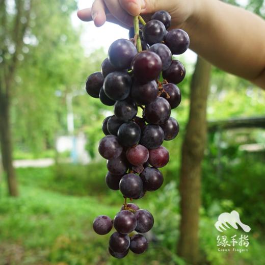 生态山东巨峰葡萄 | 合作生产 *Eco-kyoho grapes | Partner Production 商品图2