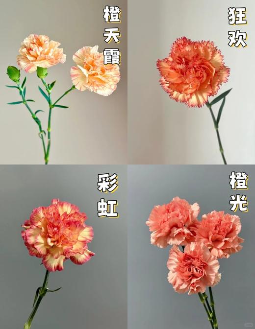 同城甄选康乃馨鲜切花合集 商品图2