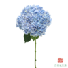 市场绣球 拇指薄荷  1枝 商品缩略图1