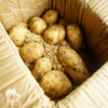 生态土豆（吉林，中通快递）| 合作生产 * Ecological potato | Partner Production 商品缩略图2