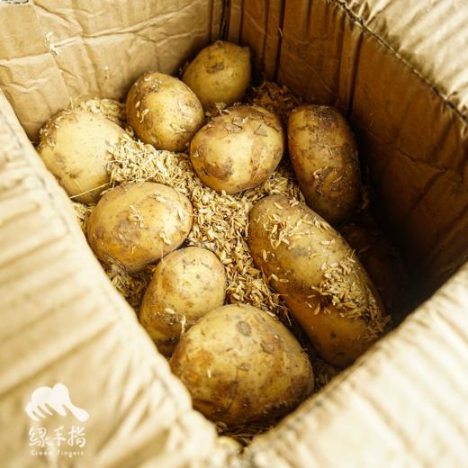 生态土豆（吉林，中通快递）| 合作生产 * Ecological potato | Partner Production 商品图2