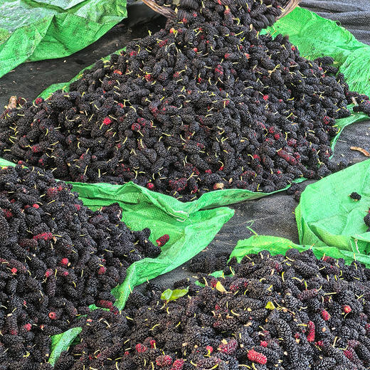 【全国包邮，部分地区除外】武当特产 道家古法熬制 神农风物-桑葚膏500g 商品图3