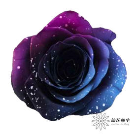 厄瓜多尔单头玫瑰 | 闪耀星河 STARRY GALAXY