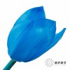 荷兰花材 | 染色郁金香天空蓝【人工染色有色差，介意慎拍】 商品缩略图0