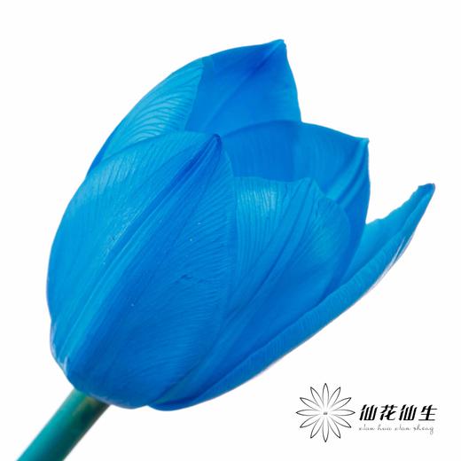 荷兰花材 | 染色郁金香天空蓝【人工染色有色差，介意慎拍】 商品图0