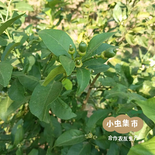 云南生态香水柠檬 3斤 | 合作农友生产，产自云南元江，生产者：刀云艳、李程 *【公平贸易农人定价】 商品图13