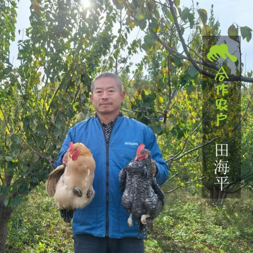 生态山东巨峰葡萄 | 合作生产 *Eco-kyoho grapes | Partner Production 商品图1