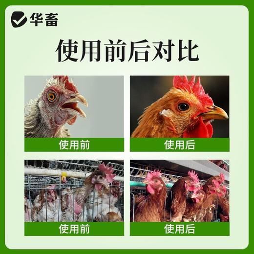华畜禽用防啄卫士鸡鸭鹅鹦鹉鸽子打架止啄止咬防异食癖补微量元素 商品图3