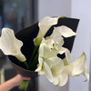 海芋~白色 商品缩略图5