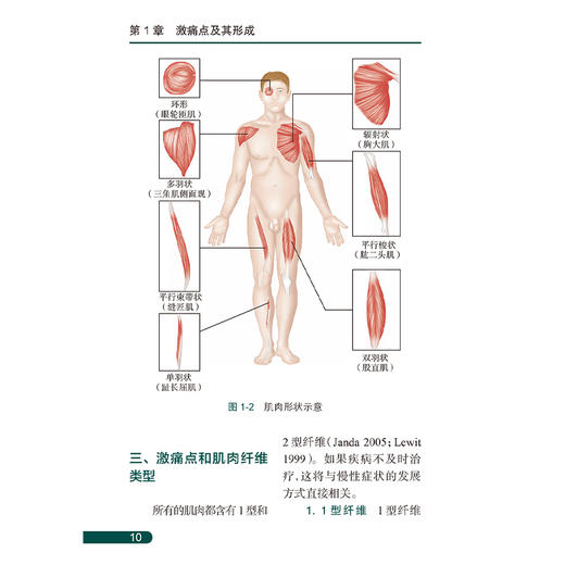 简明激痛点图谱 杜元灏 主译 一部为学生医生和患者提供肌肉解剖疼痛模式及肌筋膜网络有关知识的简便易用的指导书 人民卫生出版社 商品图4