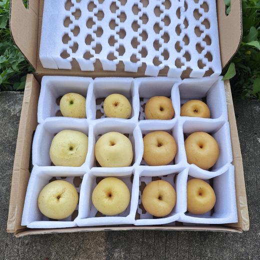 有机梨（中通，苏翠&新玉） | 合作生产 *Organic pear | Partner Production 商品图4