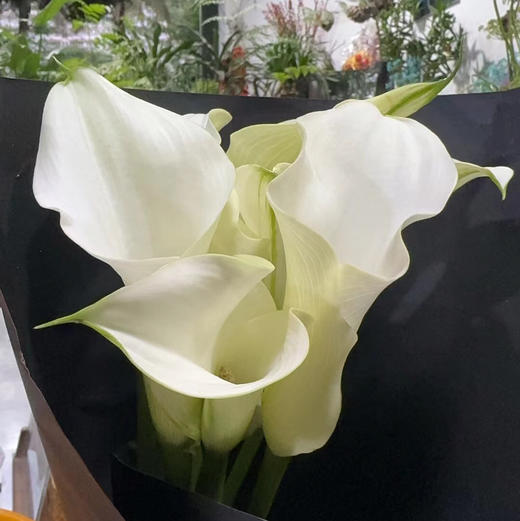 海芋~白色 商品图6