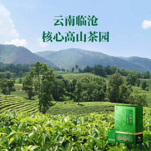 【2026年春茶】八马茶业 | 一叶醒春早春绿茶60g 商品图4