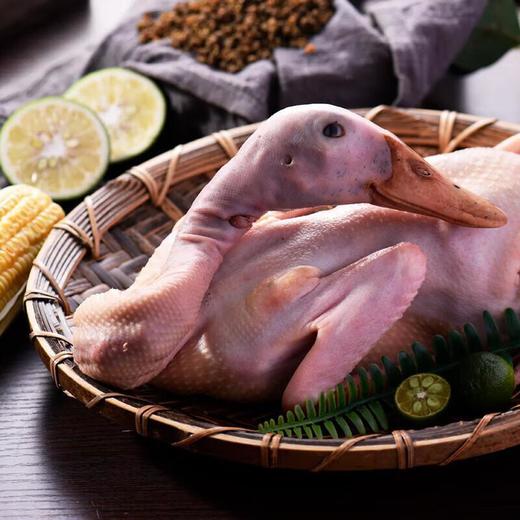 小麻鸭 约1kg/只 商品图3