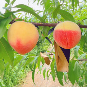 郧阳刘洞水蜜桃🍑