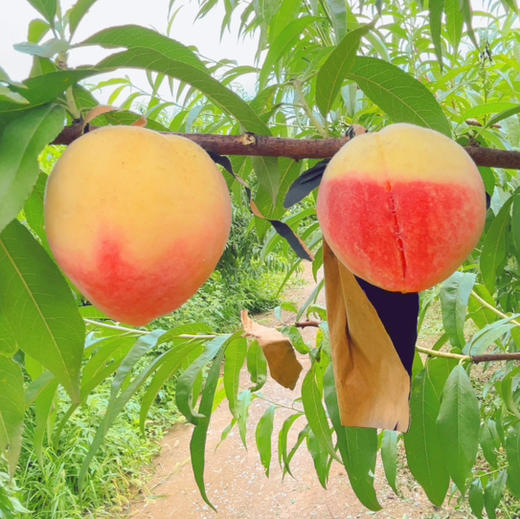 郧阳刘洞水蜜桃🍑 商品图0