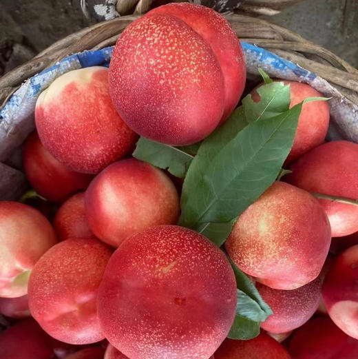 周五小区门口自提，助农，红珊瑚冰糖油桃，绿色种植，只用鸡粪肥，硬吃脆甜，软吃爆汁甜，5斤/份 商品图1