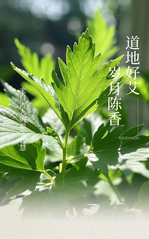 【艾·上新】三和纯艾绒坐垫、道地蕲艾、薄厚款任意选、多场景随时随地坐灸、久坐党必备 商品图7