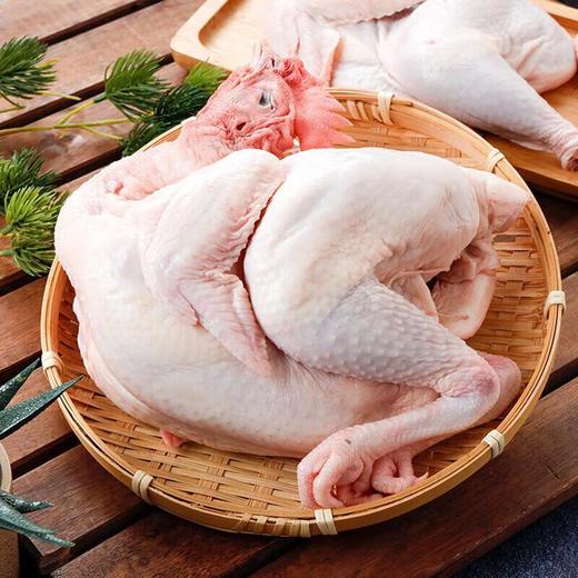 冷鲜 文昌鸡/份 母鸡 商品图0