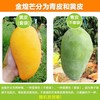 广西金煌芒果一级2.25kg（单果400g+） 商品缩略图1