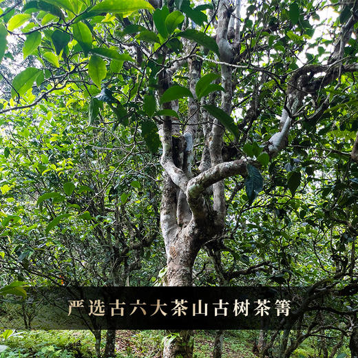 【易武老号】2014年云南易武头春头采普洱茶生茶11年陈勐海干仓陈化，用茶之源致敬历史文化古六大茶山核心拼配，老茶客必入款！定5饼/提送1饼 商品图8