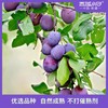 西域小白·无核西梅干400g*2   酸甜软糯   每天 3 颗润肠道 商品缩略图3