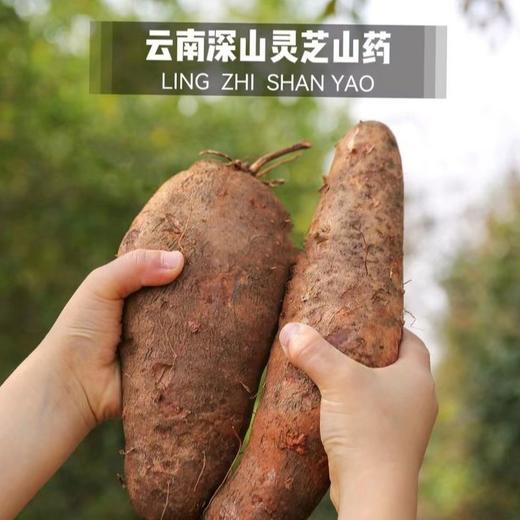 【云南深山灵芝山药】 鲜嫩多汁 甜蜜爽口 新鲜采摘 商品图0