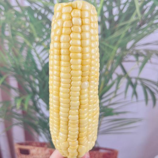 高叶酸有机甜糯玉米🌽，口感细腻，软糯香甜有嚼劲！家庭必备粗粮，大人小孩都需要它 商品图3