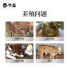 华畜犊牛快长猪牛羊催肥拉骨架兽用开胃健脾增肥长膘长肉猛吃猛长 商品缩略图1