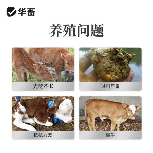 华畜犊牛快长猪牛羊催肥拉骨架兽用开胃健脾增肥长膘长肉猛吃猛长 商品图1