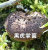 色达黑虎掌菌干片 商品缩略图0