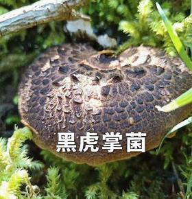 色达黑虎掌菌干片